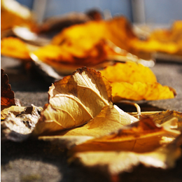 Image of fall leaves